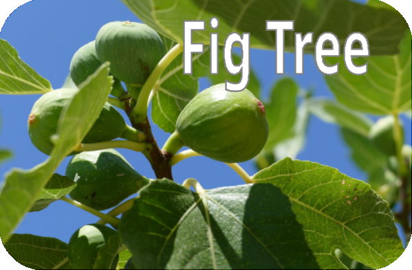 isa 38 fig tree